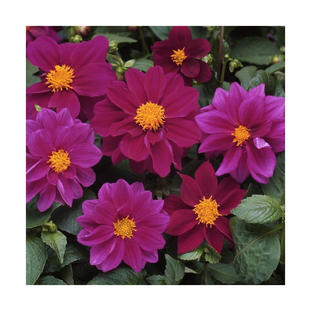 Jiřinka proměnlivá Figaro Violet shades - Dahlia variabilis - osivo jiřinky - 20 ks