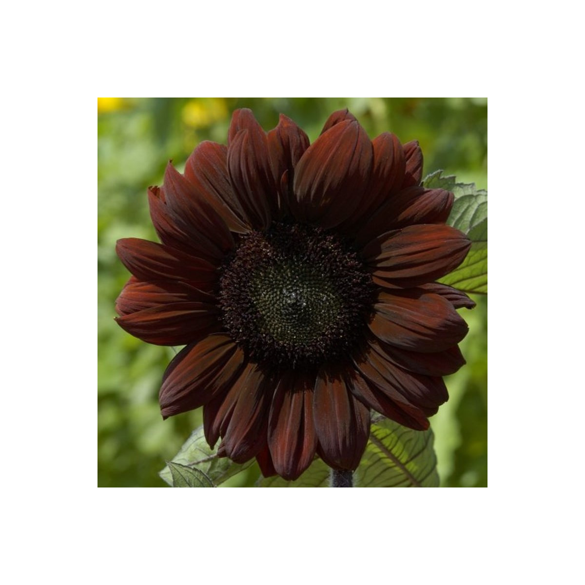 Slunečnice roční Claret F1 - Helianthus annuus - osivo slunečnice - 10 ks