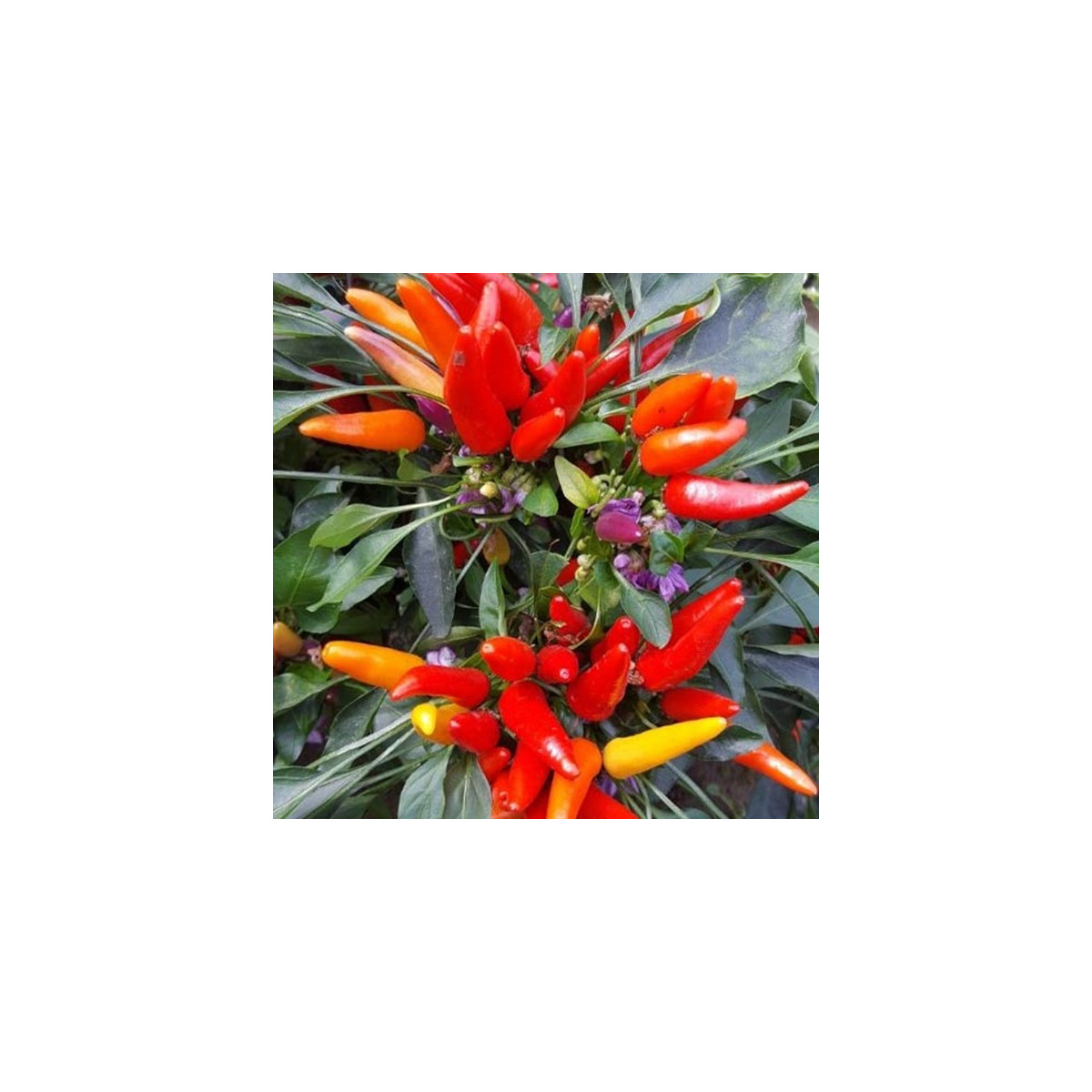 Chilli Rainbow fire - Capsicum frutescens - osivo chilli - 6 ks