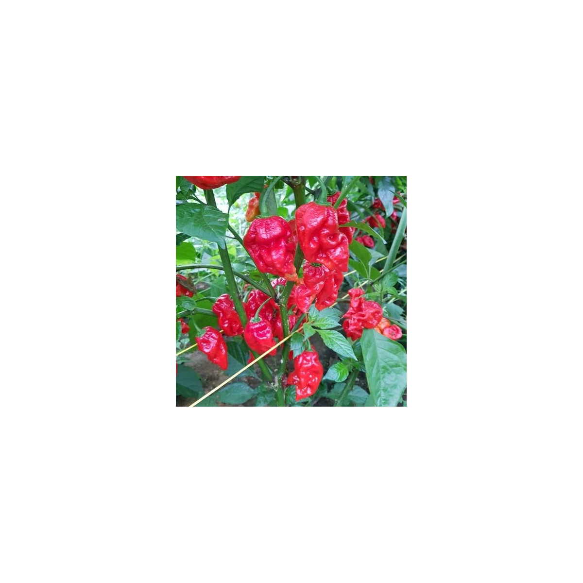 Chilli Apocalypse Red - Capsicum chinense - osivo chilli - 5 ks