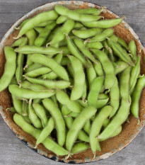 BIO Sója Edamame Chiba Green - Glycine max - bio osivo sóji - 20 ks