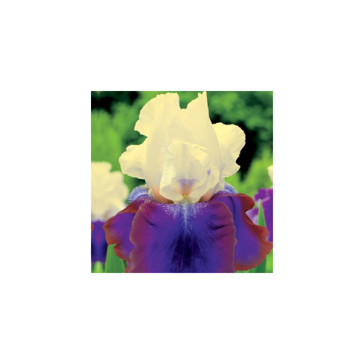 Kosatec německý Burgermeister - Iris germanica - hlízy kosatců - 1 ks