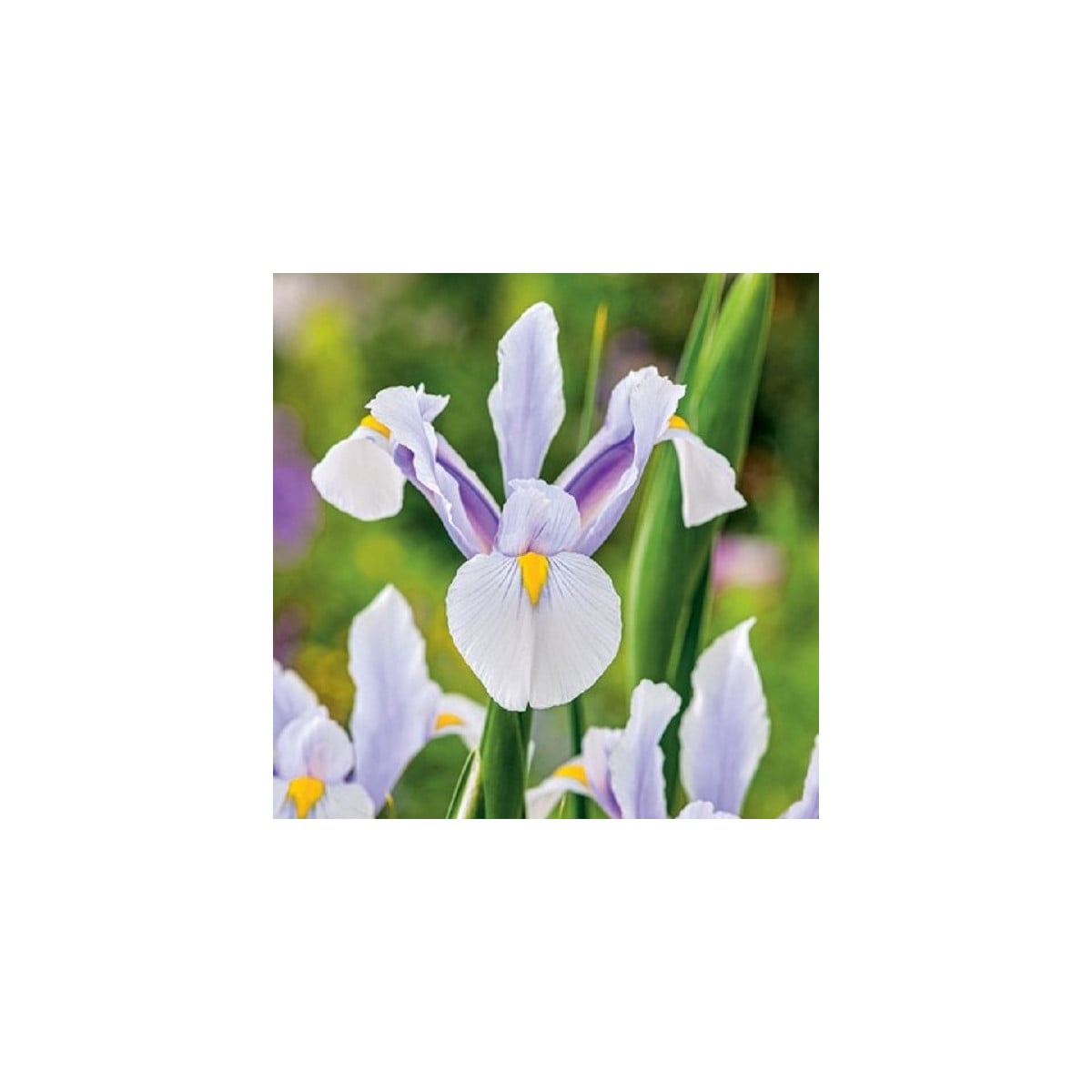 Kosatec holandský Carmen - Iris hollandica - cibulky kosatců - 3 ks