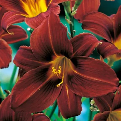 Denivka Black Prince - Hemerocallis - hlízy denivky - 1 ks