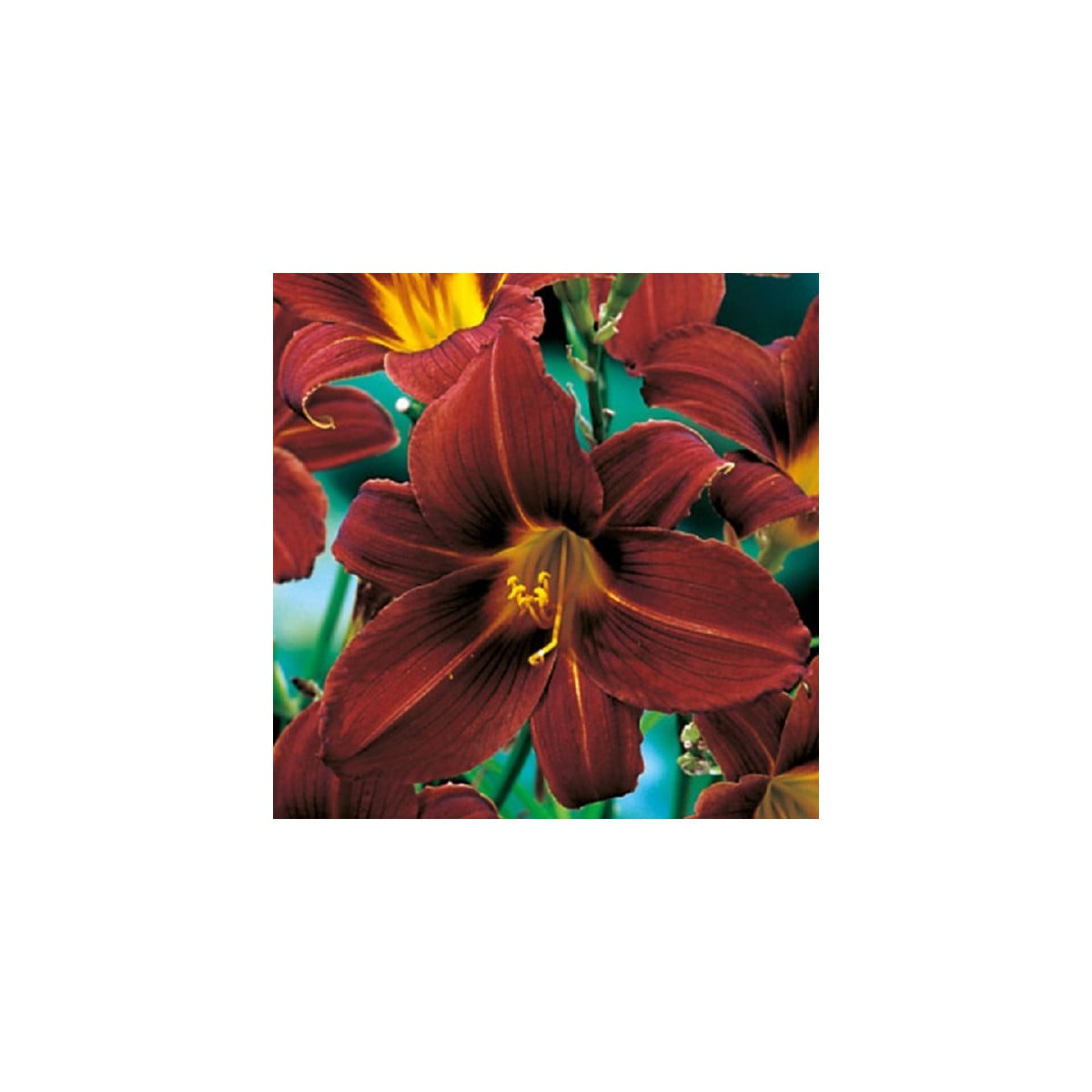 Denivka Black Prince - Hemerocallis - hlízy denivky - 1 ks