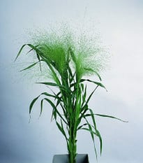 Proso prutnaté Fontaine - Panicum virgatum - osivo prosa - 50 ks