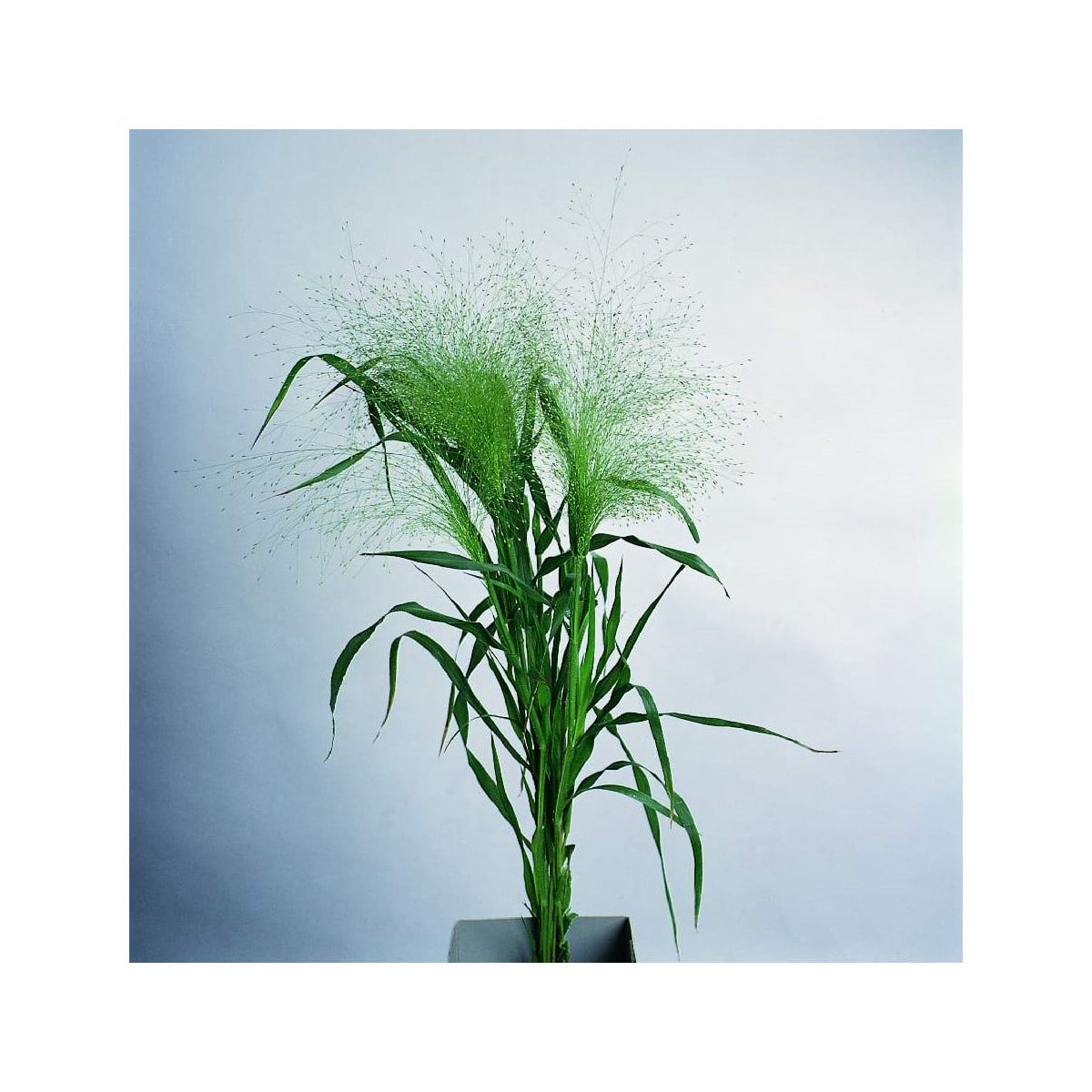 Proso prutnaté Fontaine - Panicum virgatum - osivo prosa - 50 ks