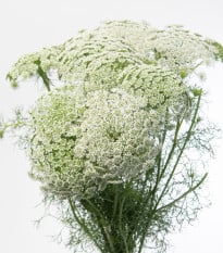 Pakmín Casablanca - Ammi visnaga - osivo pakmínu - 50 ks