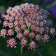 Okrasná mrkev Dara - Daucus carota - osivo mrkve - 20 ks