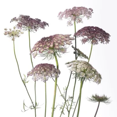 Okrasná mrkev Dara - Daucus carota - osivo mrkve - 20 ks