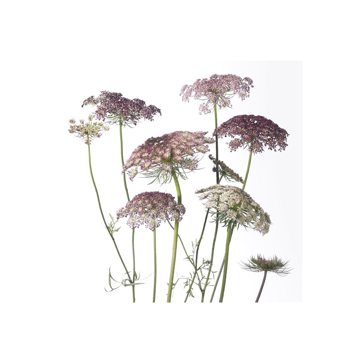 Okrasná mrkev Dara - Daucus carota - osivo mrkve - 20 ks