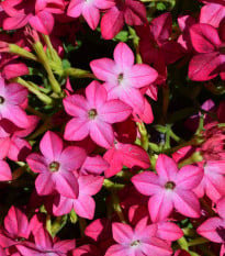 Tabák okrasný Saratoga růžový F1 - Nicotiana alata - osivo tabáku - 30 ks