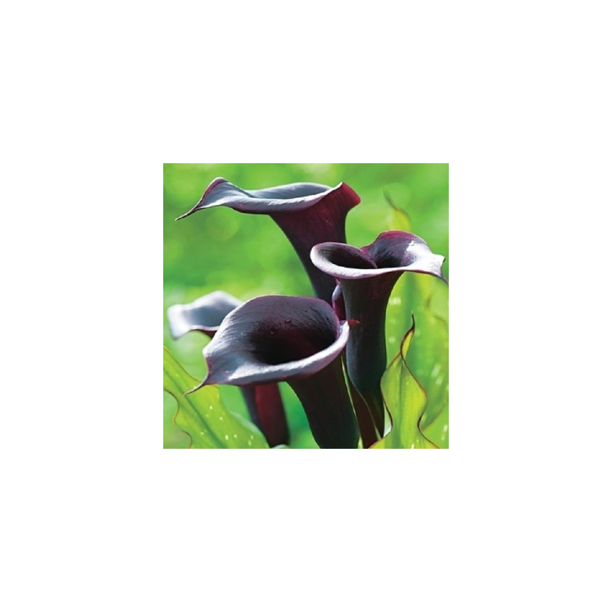 Kala Schwarzwalder - Zantedeschia - hlízy kaly - 1 ks