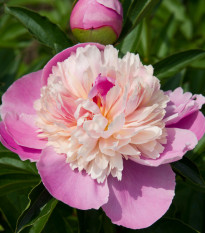 Pivoňka Sorbet - Paeonia lactiflora - hlízy pivoněk - 1 ks