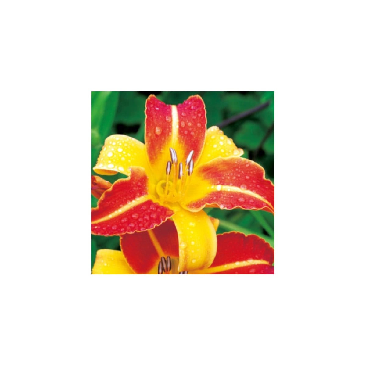 Denivka Frans Halls - Hemerocallis - hlízy denivky - 1 ks