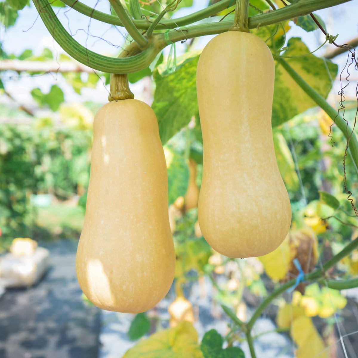 Dýně máslová Bush Butternut - Cucurbita moschata - osivo dýně - 6 ks