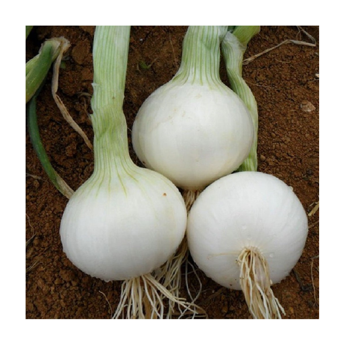 Cibule White Globe - Allium cepa - osivo cibule - 100 ks