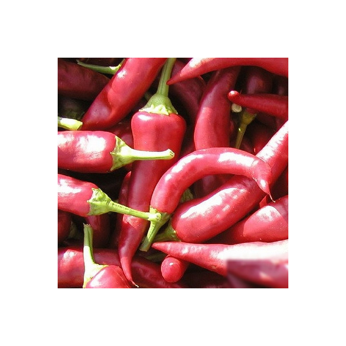 Paprika Žitava - Capsicum annuum