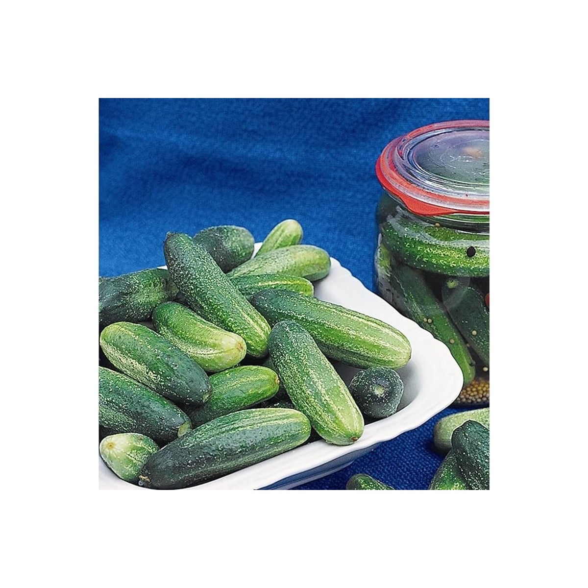 Okurka Tellus F1 - Cucumis sativus - osivo okurky - 4 ks
