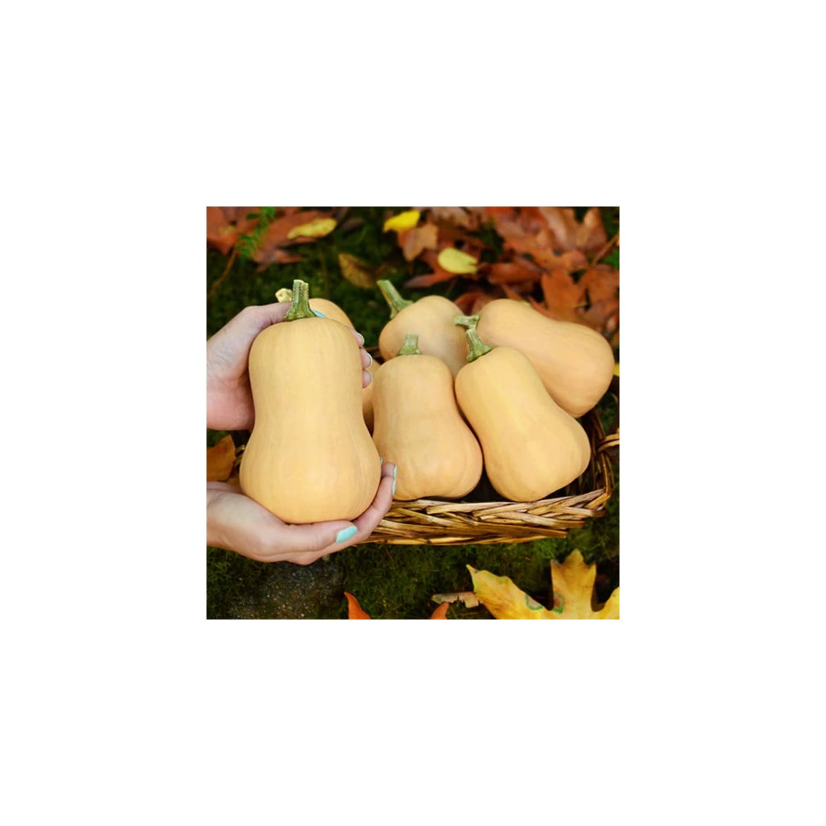 Dýně máslová Butterbaby F1 PMT - Cucurbita moschata - osivo dýně - 6 ks