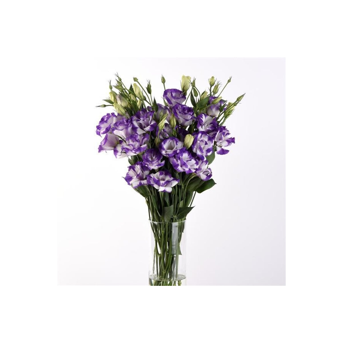 Eustoma Blue Rim F1 - Eustoma grandiflorum - osivo eustomy - 12 ks
