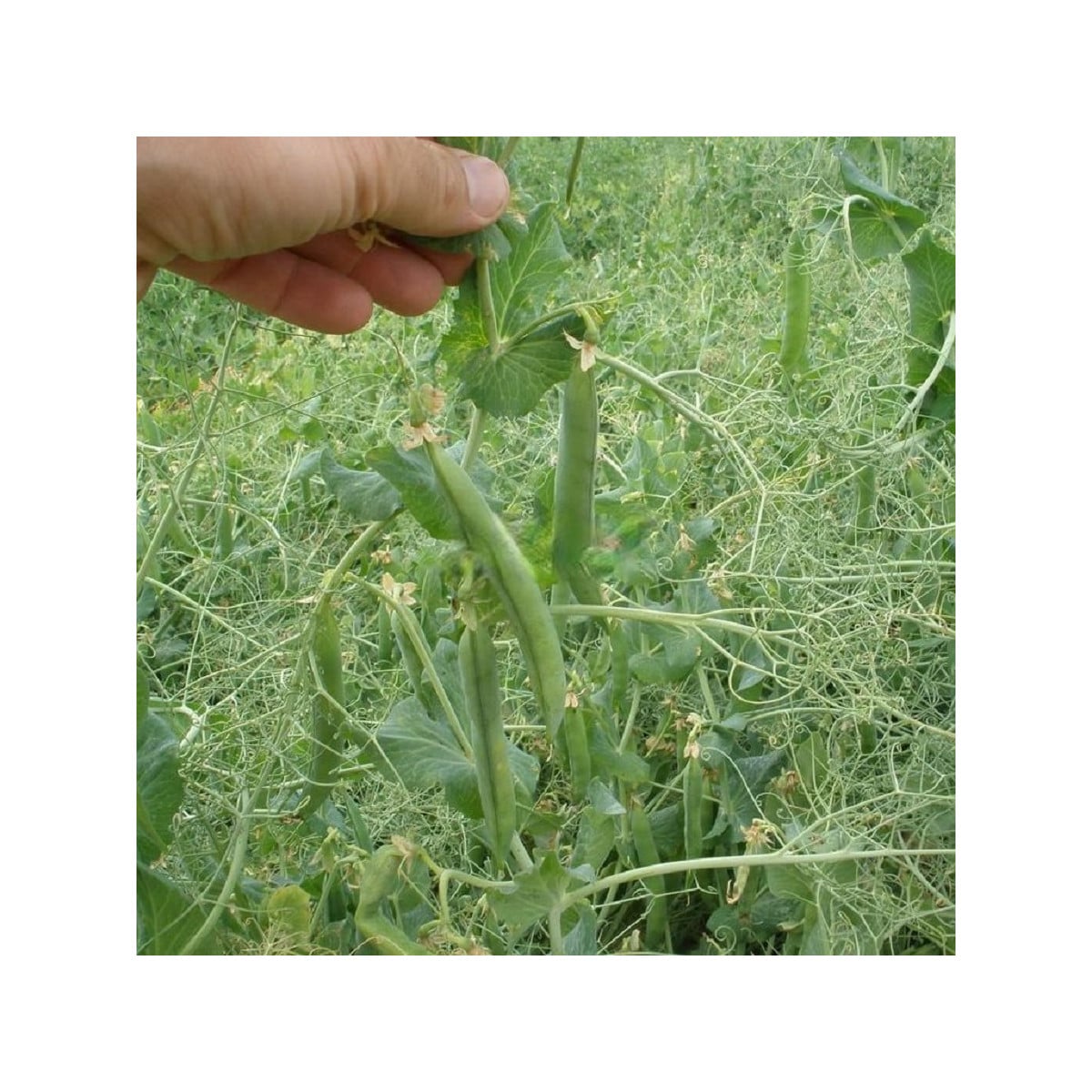 Hrách Kudrnáč - Pisum sativum - osivo hrachu - 35 ks