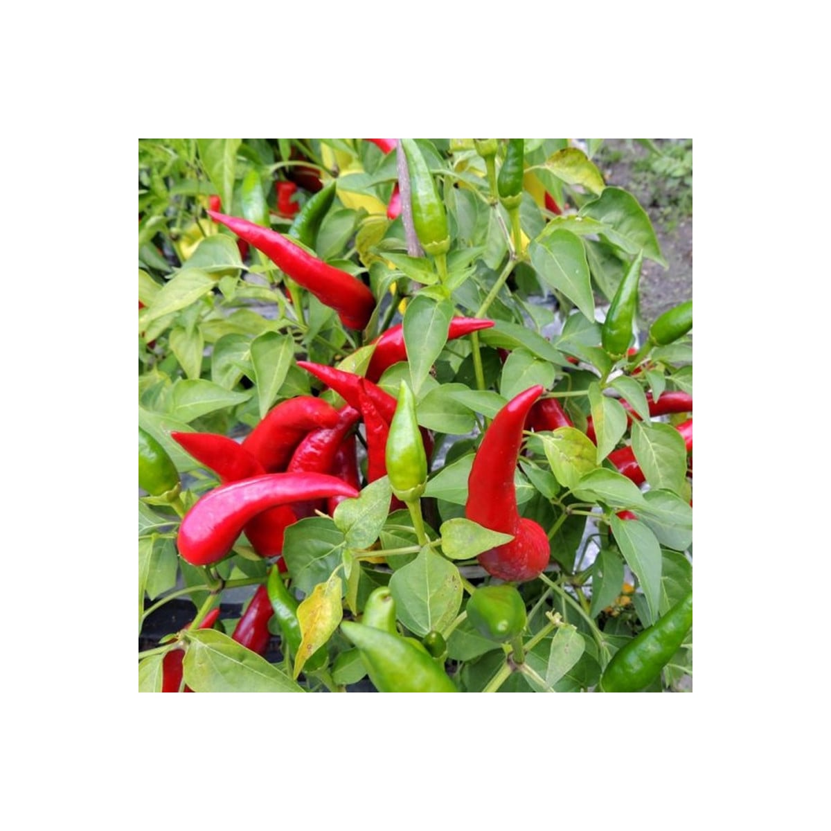 Paprika Kora Zel - Capsicum annuum - osivo papriky - 40 ks
