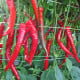 Paprika Pálivec - Capsicum annuum - osivo papriky - 20 ks