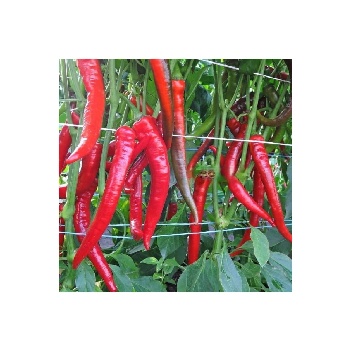 Paprika Pálivec - Capsicum annuum - osivo papriky - 20 ks