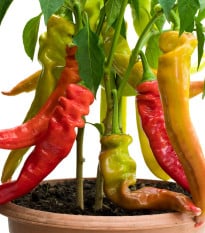 Paprika Ohnivec - Capsicum annuum - osivo papriky - 20 ks