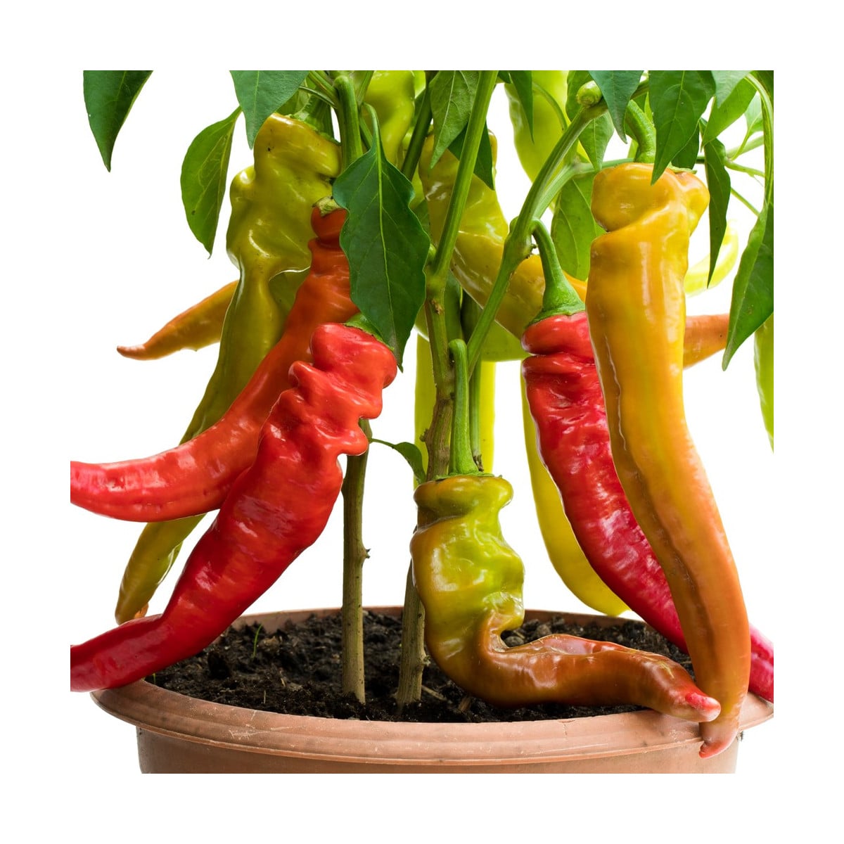 Paprika Ohnivec - Capsicum annuum - osivo papriky - 20 ks