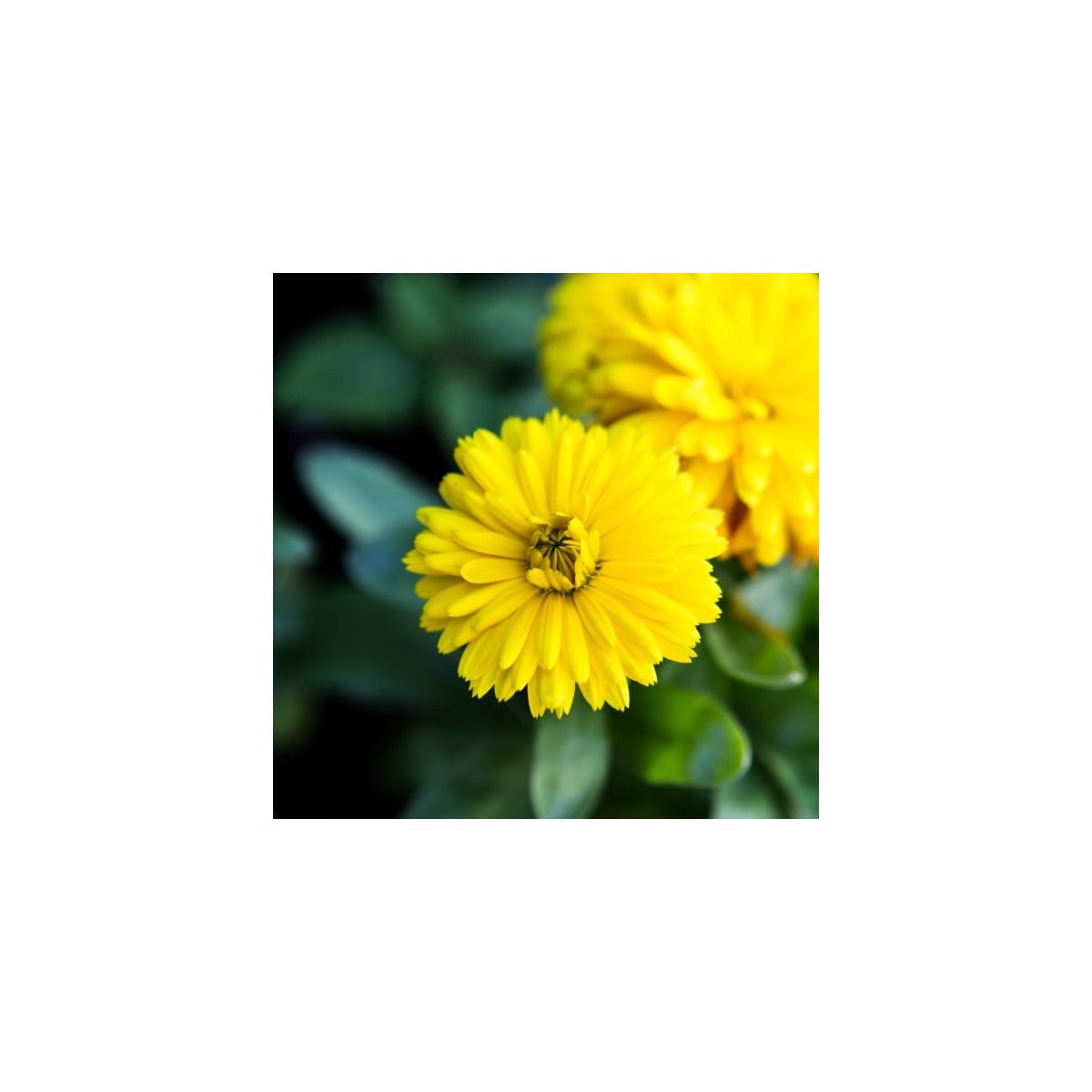 Měsíček lékařský Bon Bon žlutý - Calendula officinalis - osivo měsíčku - 20 ks