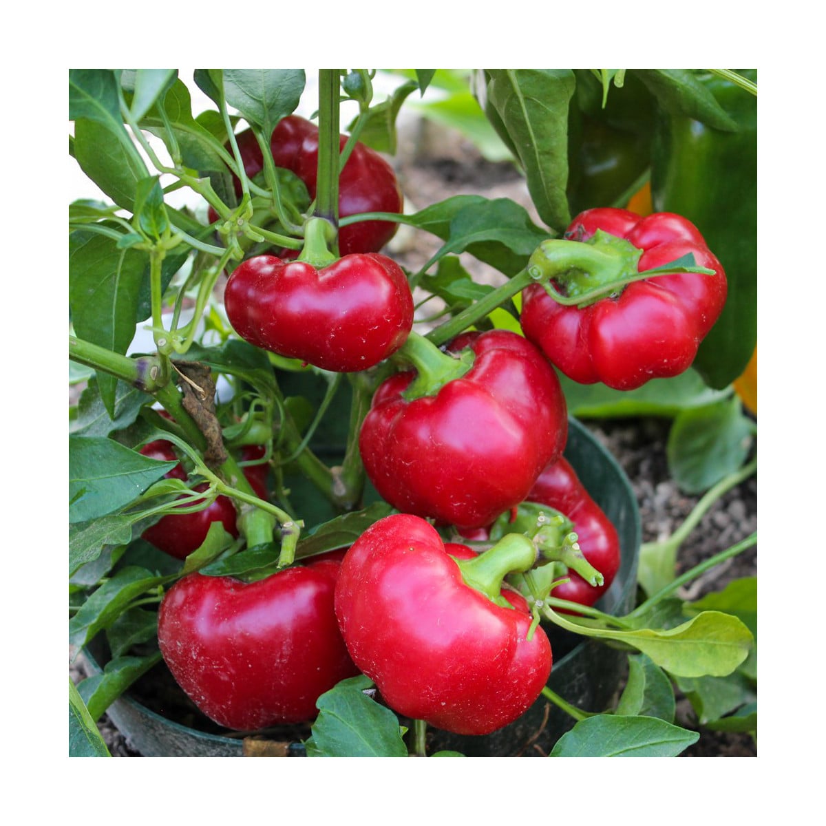 Paprika Topepo rosso - Capsicum annuum - osivo papriky - 20 ks