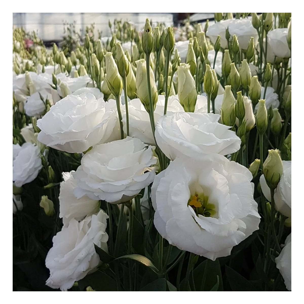 Eustoma Carmen Ivory F1 - Eustoma grandiflorum - osivo eustomy - 12 ks