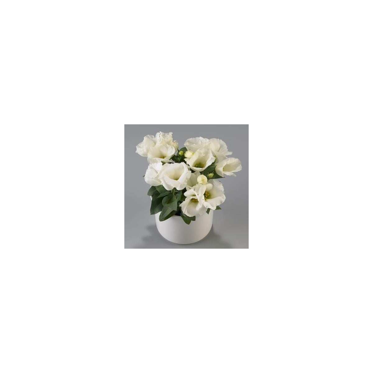 Eustoma Carmen Ivory F1 - Eustoma grandiflorum - osivo eustomy - 12 ks