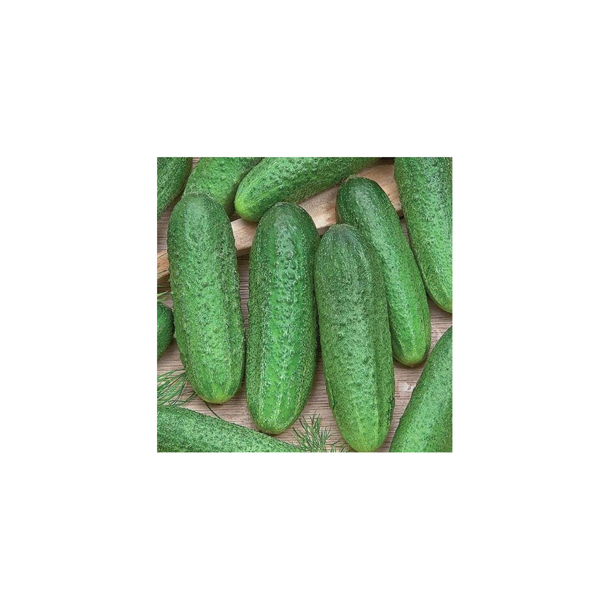 Okurka Profi F1 - Cucumis sativus - osivo okurky - 15 ks