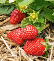Jahodka indická Tutti Frutti - Duchesnea indica - osivo jahodky - 15 ks