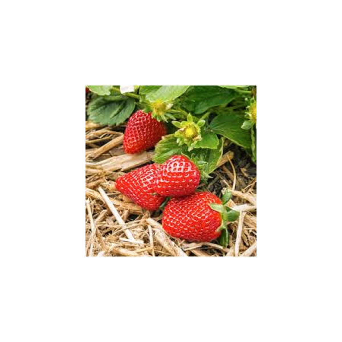 Jahodka indická Tutti Frutti - Duchesnea indica - osivo jahodky - 15 ks