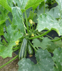 Cuketa Bush Baby F1 Marrow - Cucurbita pepo - osivo cukety - 6 ks