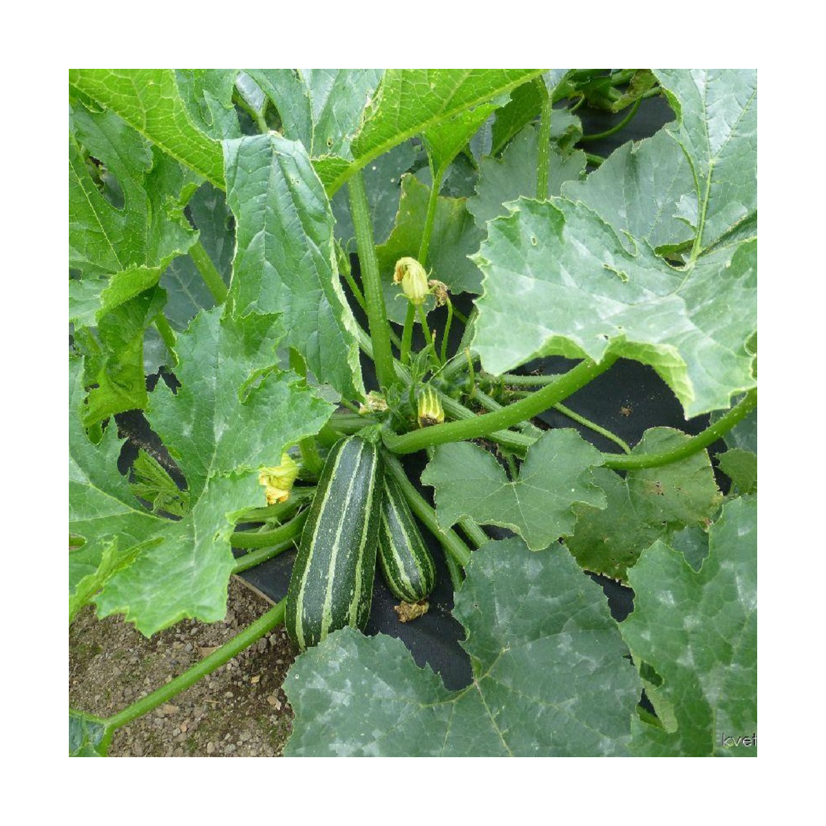 Cuketa Bush Baby F1 Marrow - Cucurbita pepo - osivo cukety - 6 ks