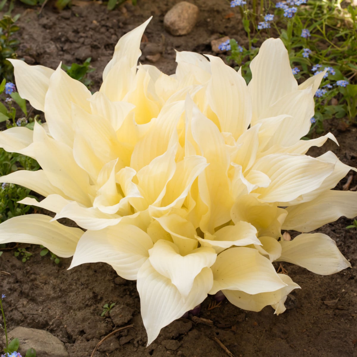 Funkie - Hosta White Feather - hlízy hosty - 1 ks