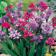 Babiana Kew Hybrids - Babiana stricta - prostokořenná sazenice babiany - 3 ks