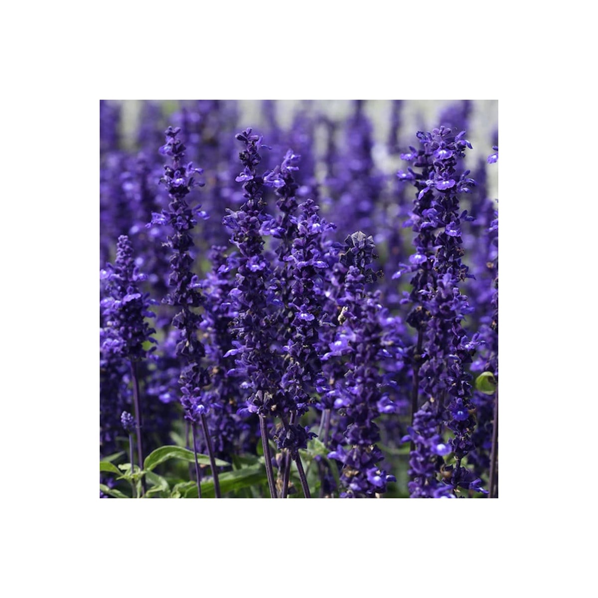 Šalvěj hajní Westfriesland - Salvia nemorosa - osivo šalvěje - 20 ks