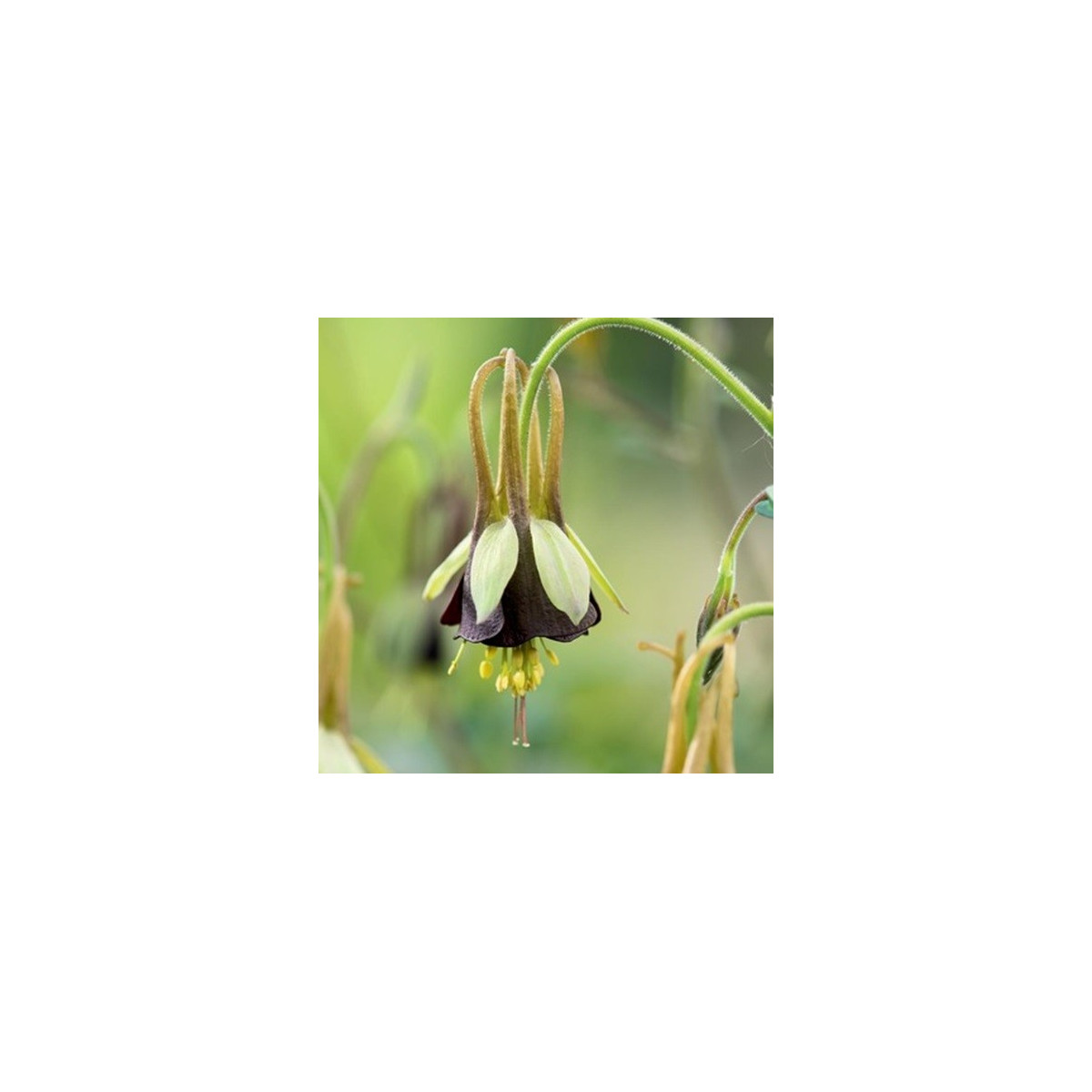 Orlíček Chocolat Soldier - Aquilegia - prostokořenné sazenice orlíčku - 1 ks