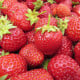 Jahodník Polka - Fragaria ananassa - prostokořenná sazenice jahodníku - 3 ks