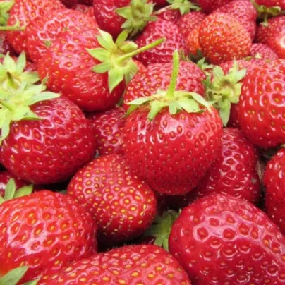 Jahodník Polka - Fragaria ananassa - prostokořenná sazenice jahodníku - 3 ks