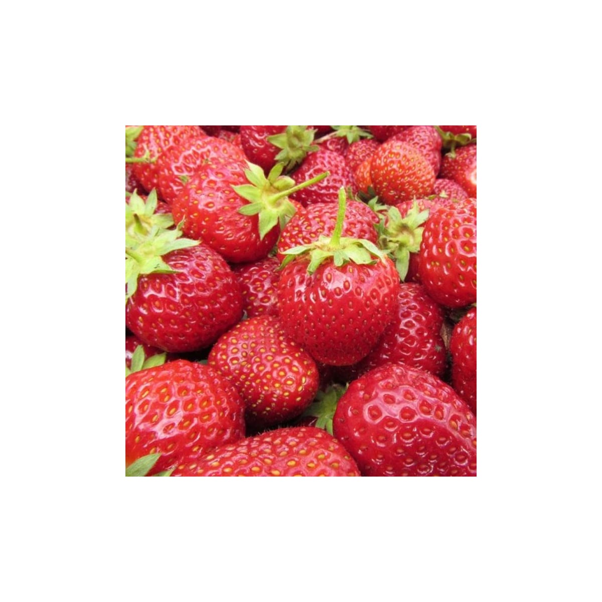 Jahodník Polka - Fragaria ananassa - prostokořenná sazenice jahodníku - 3 ks