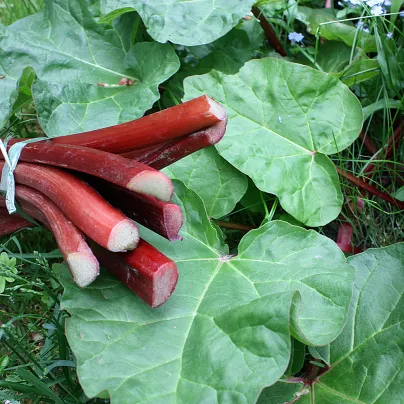 Rebarbora Holsteiner Blut - Rheum rhabarbarum - prostokořenná sazenice rebarbory - 1 ks
