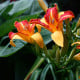 Denivka Frans Halls - Hemerocallis - hlízy denivky - 1 ks