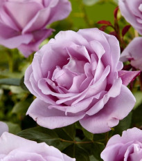 Růže velkokvětá keřová pnoucí fialová - Rosa - prostokořenná sazenice růže - 1 ks